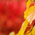 colori di autunno