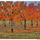 Colori di Autunno HDR