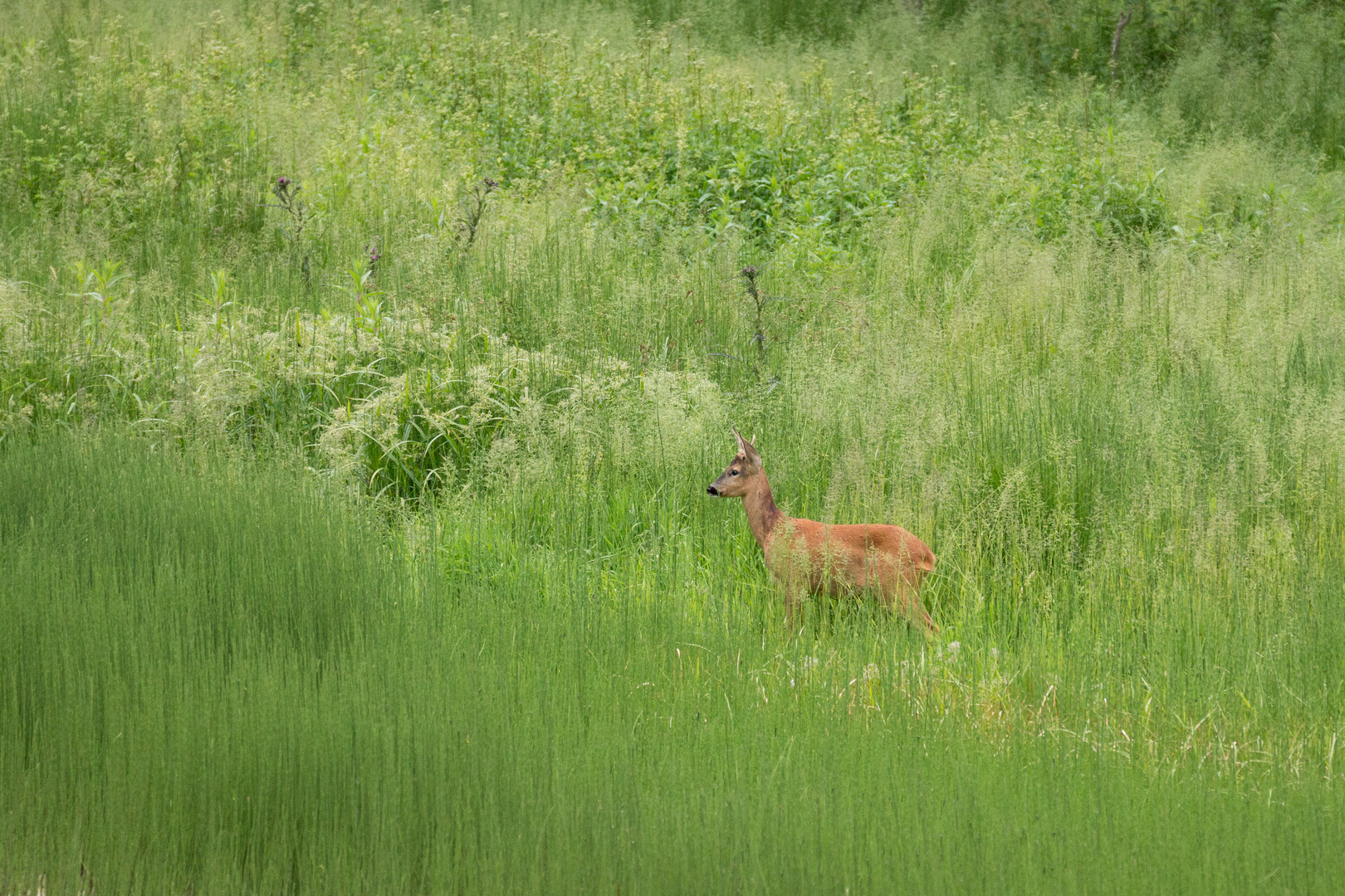 Colori di luglio