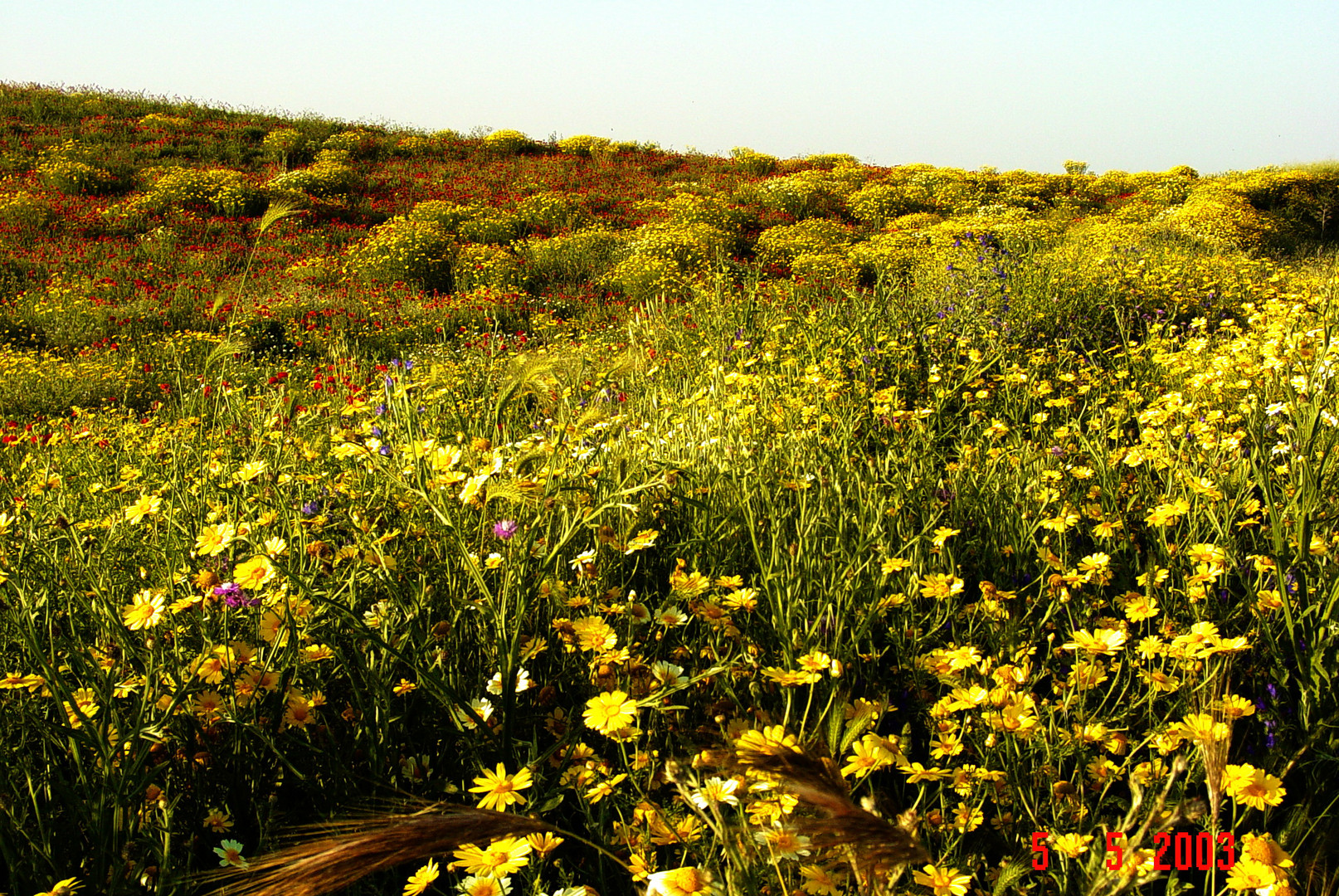 colori di maggio