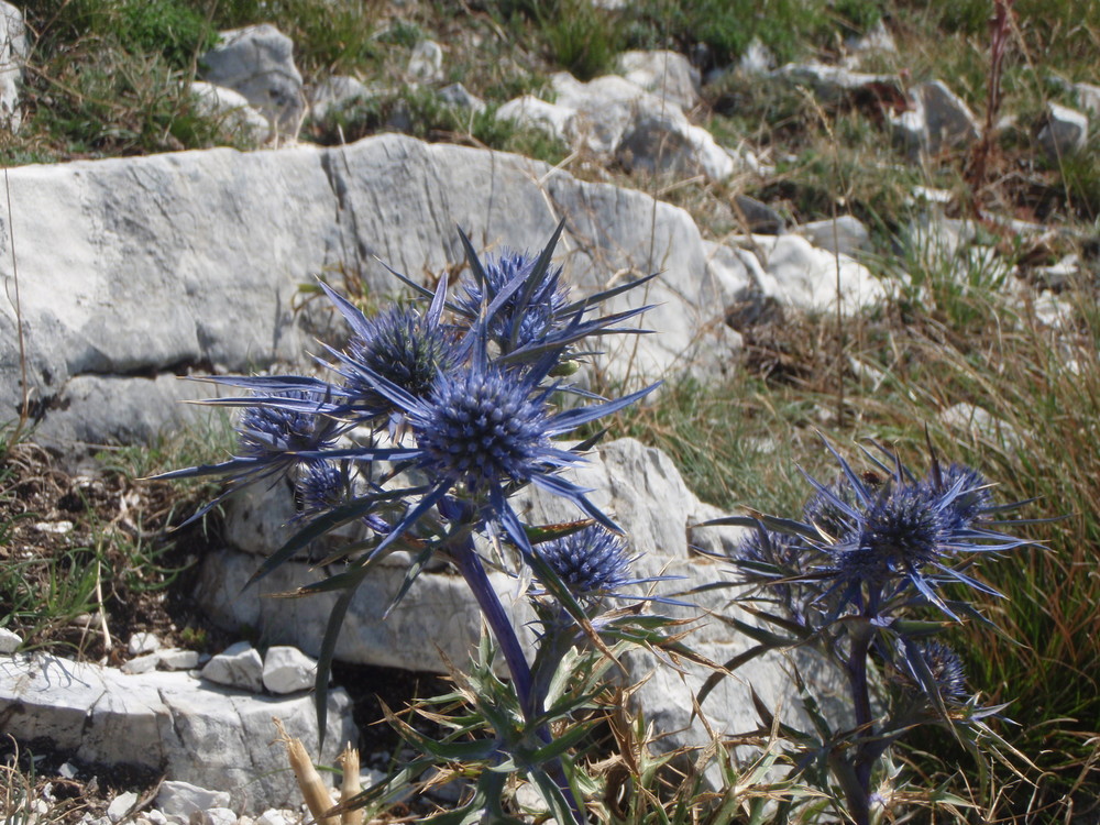 COLORI DI MONTAGNA