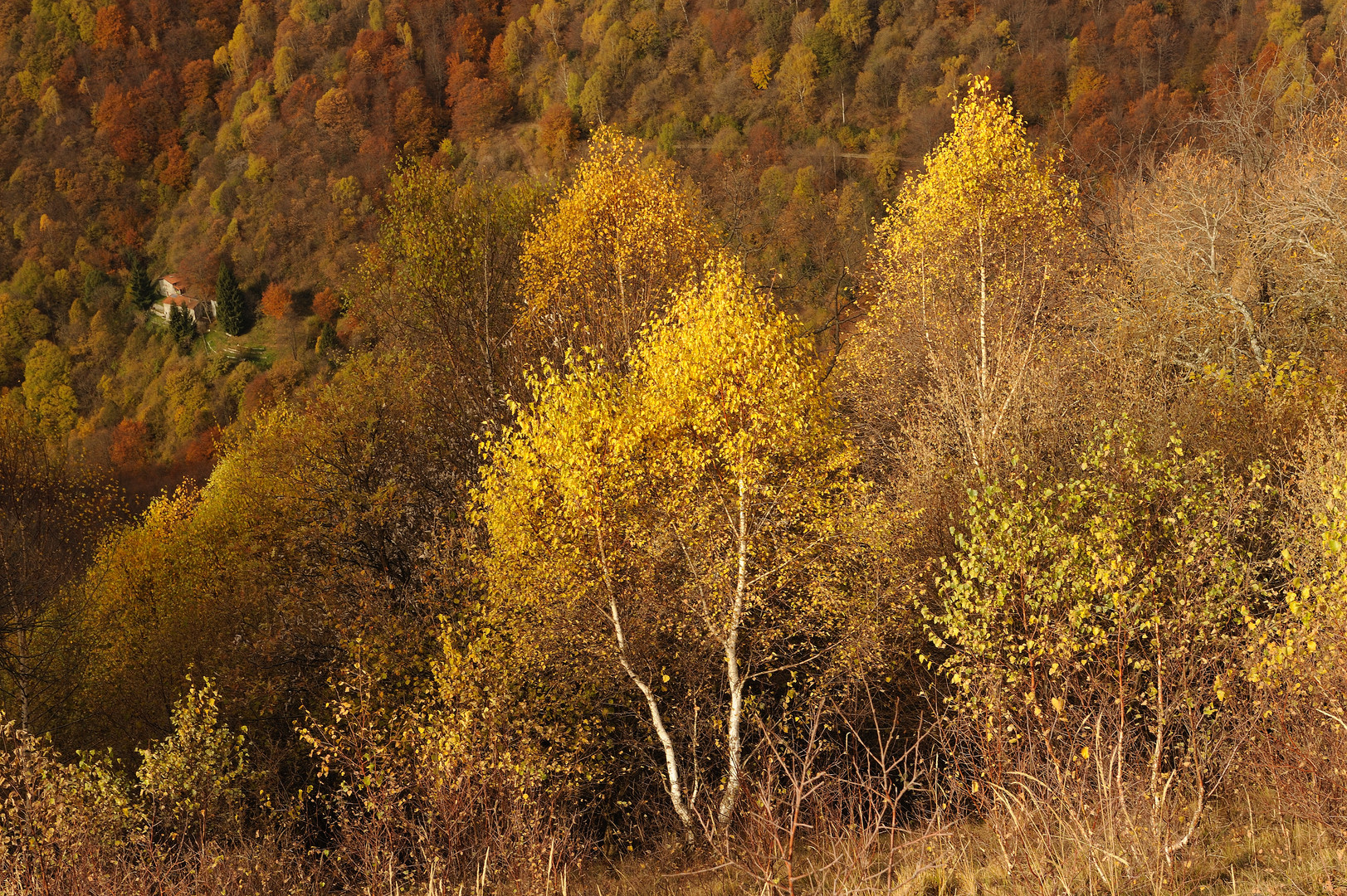 Colori di Novembre