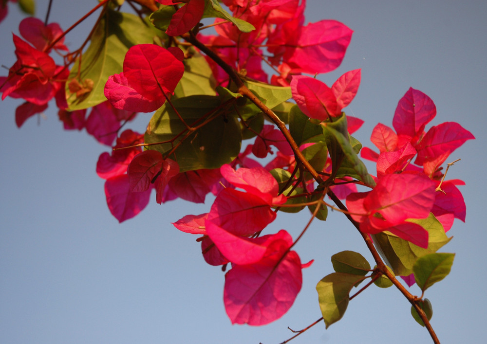 Colori di primavera