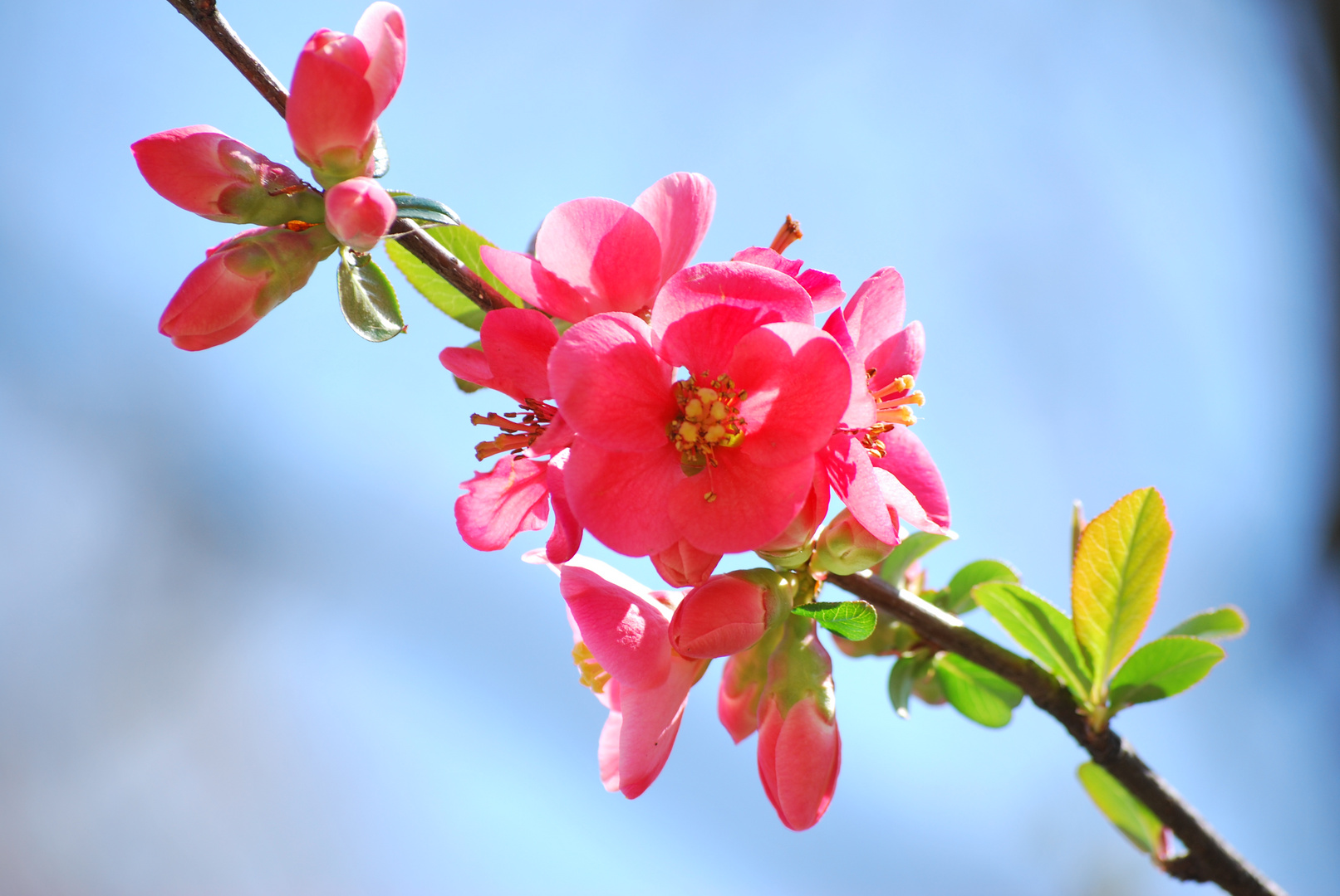 colori di primavera