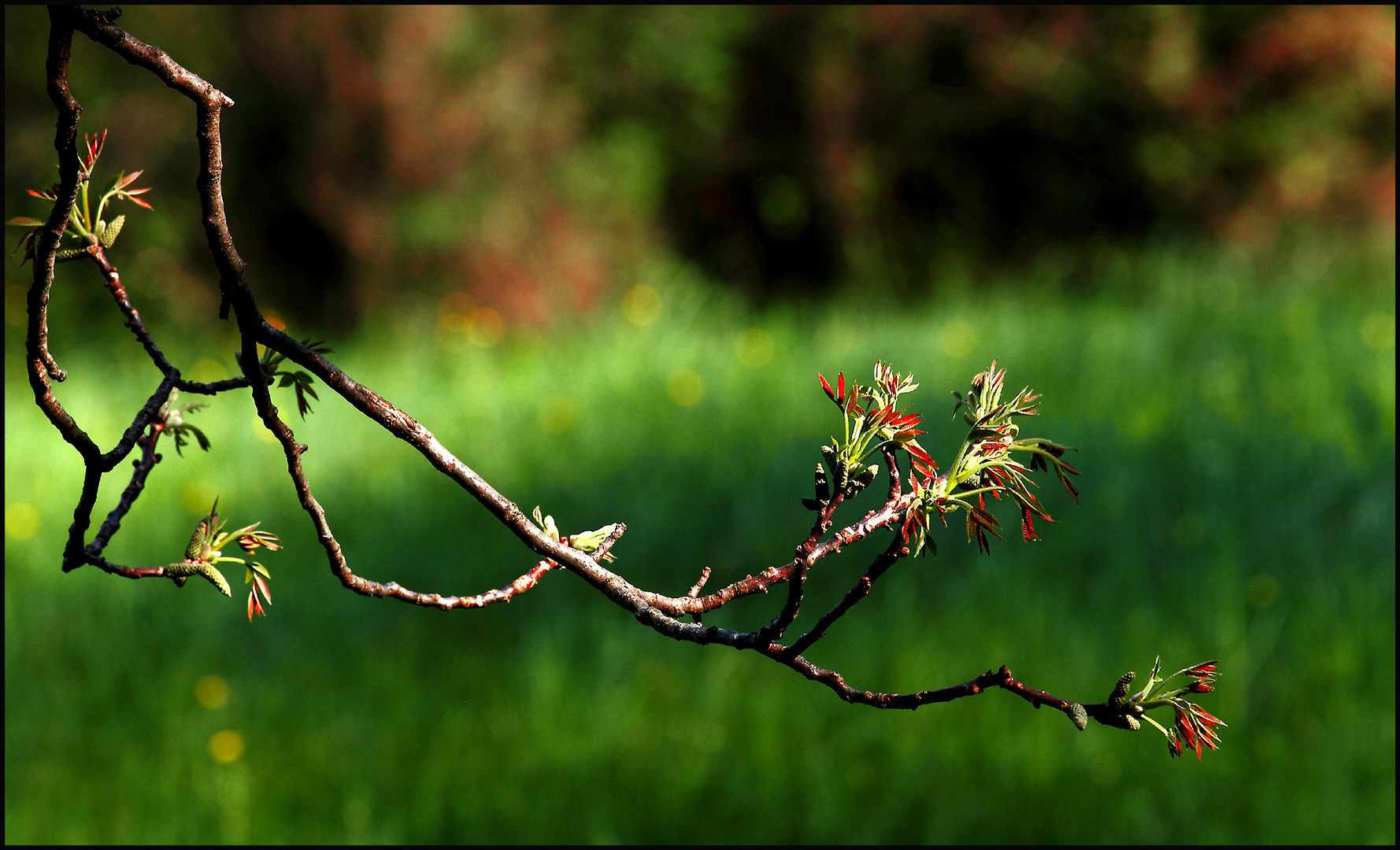 colori di primavera