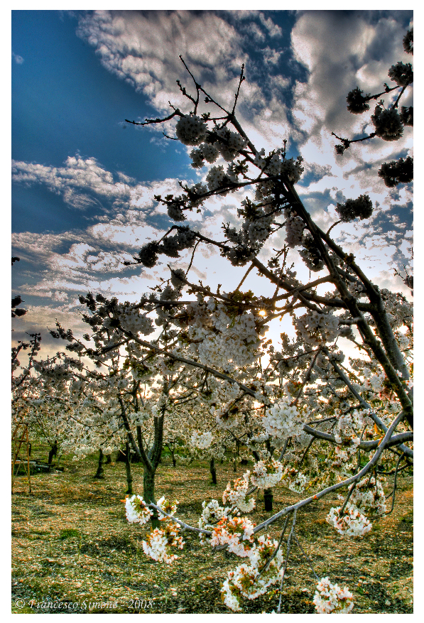 Colori di Primavera HDR