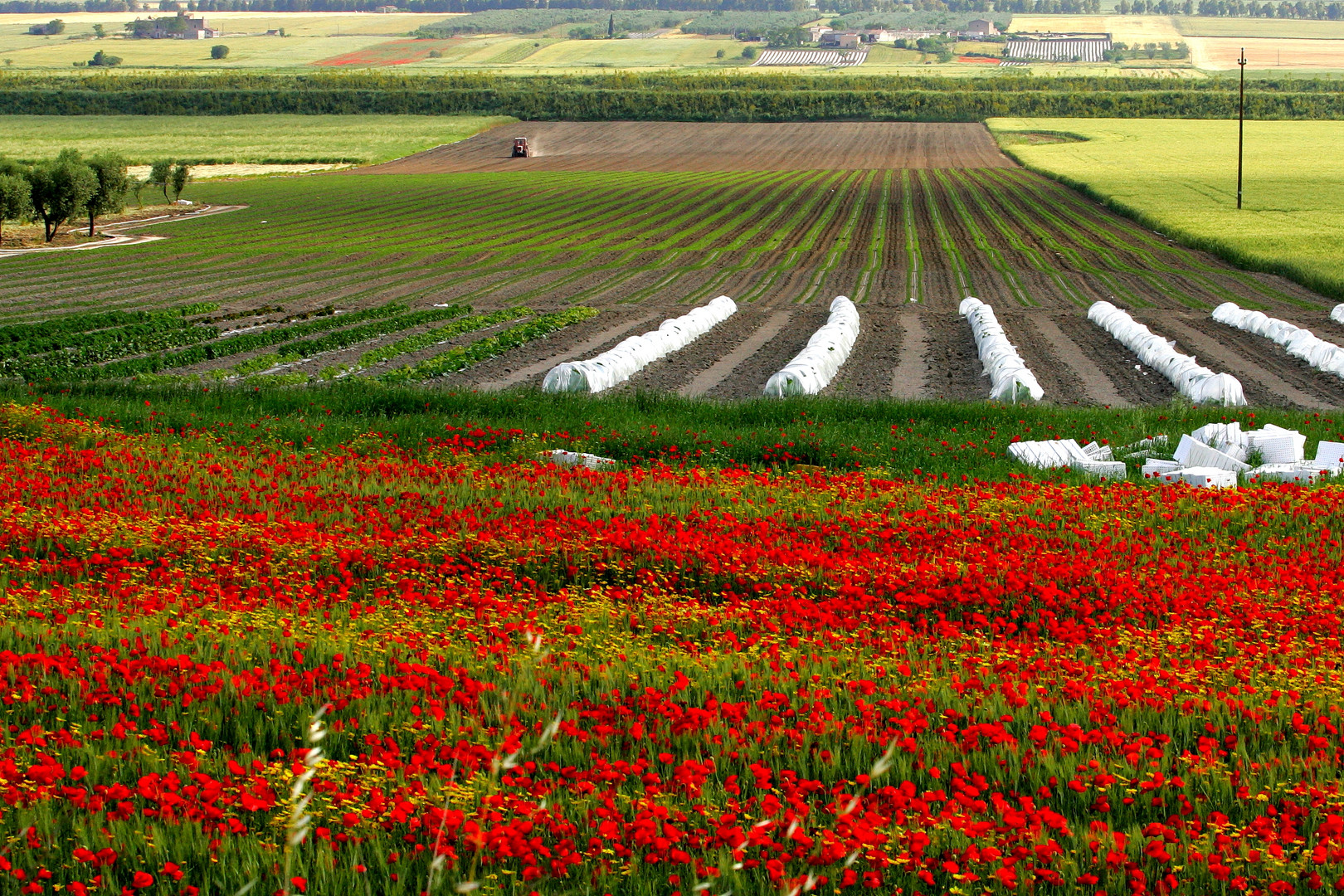 COLORI DI PUGLIA