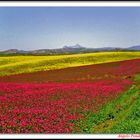 Colori di Sicilia