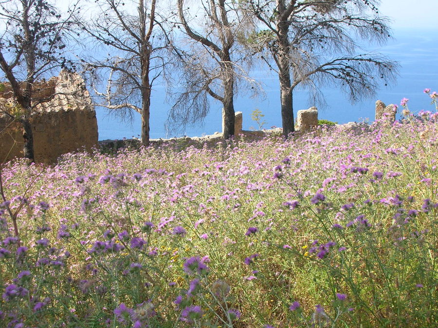 Colori di Sicilia..