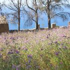 Colori di Sicilia..