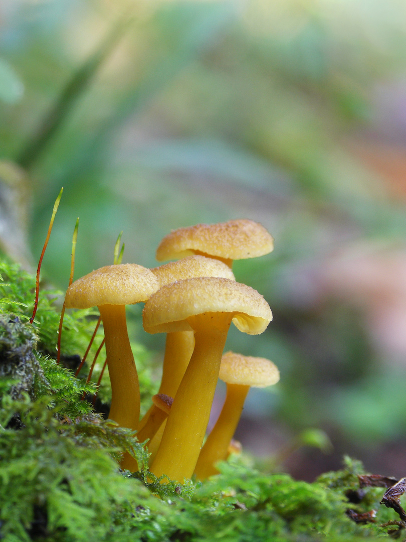 Colori di sottobosco