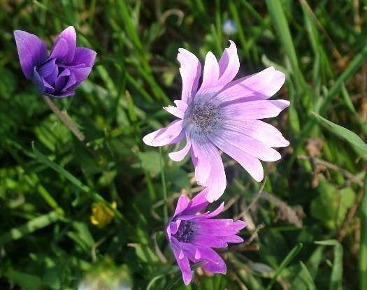 colori di tendenza...(anche la natura si aggiorna!)