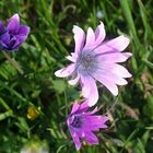 colori di tendenza...(anche la natura si aggiorna!)