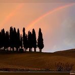 Colori di Toscana - Cipressi