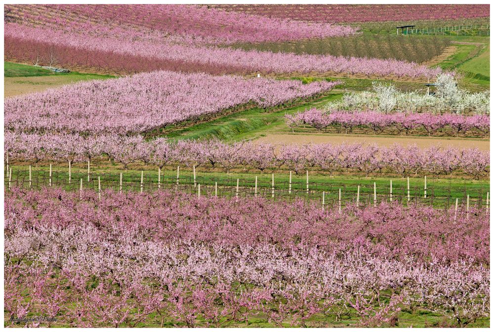 Colori e Fiori