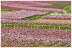 Colori e Fiori