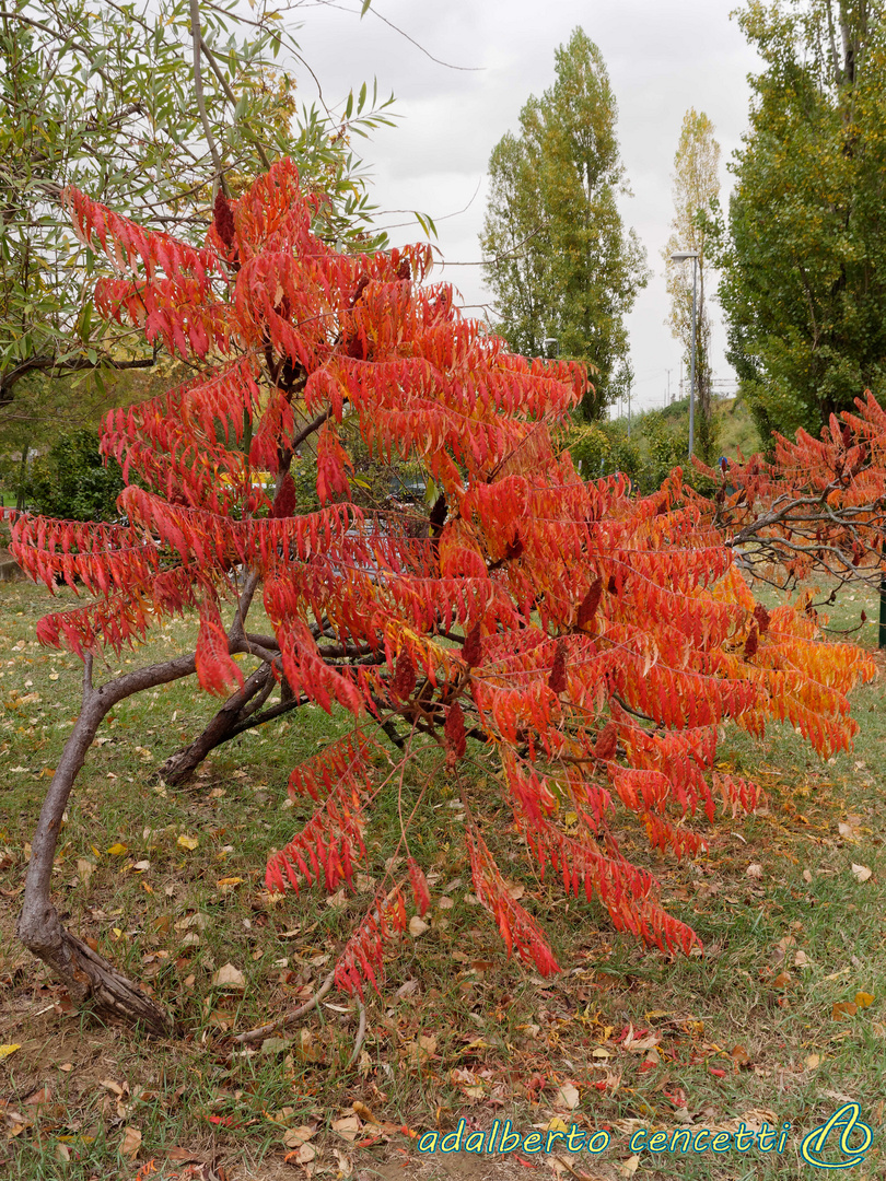 Colori e forme dell'autunno 01 - Rhus Typhina Laciniata  - Scotano d'America