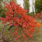 Colori e forme dell'autunno 01 - Rhus Typhina Laciniata  - Scotano d'America