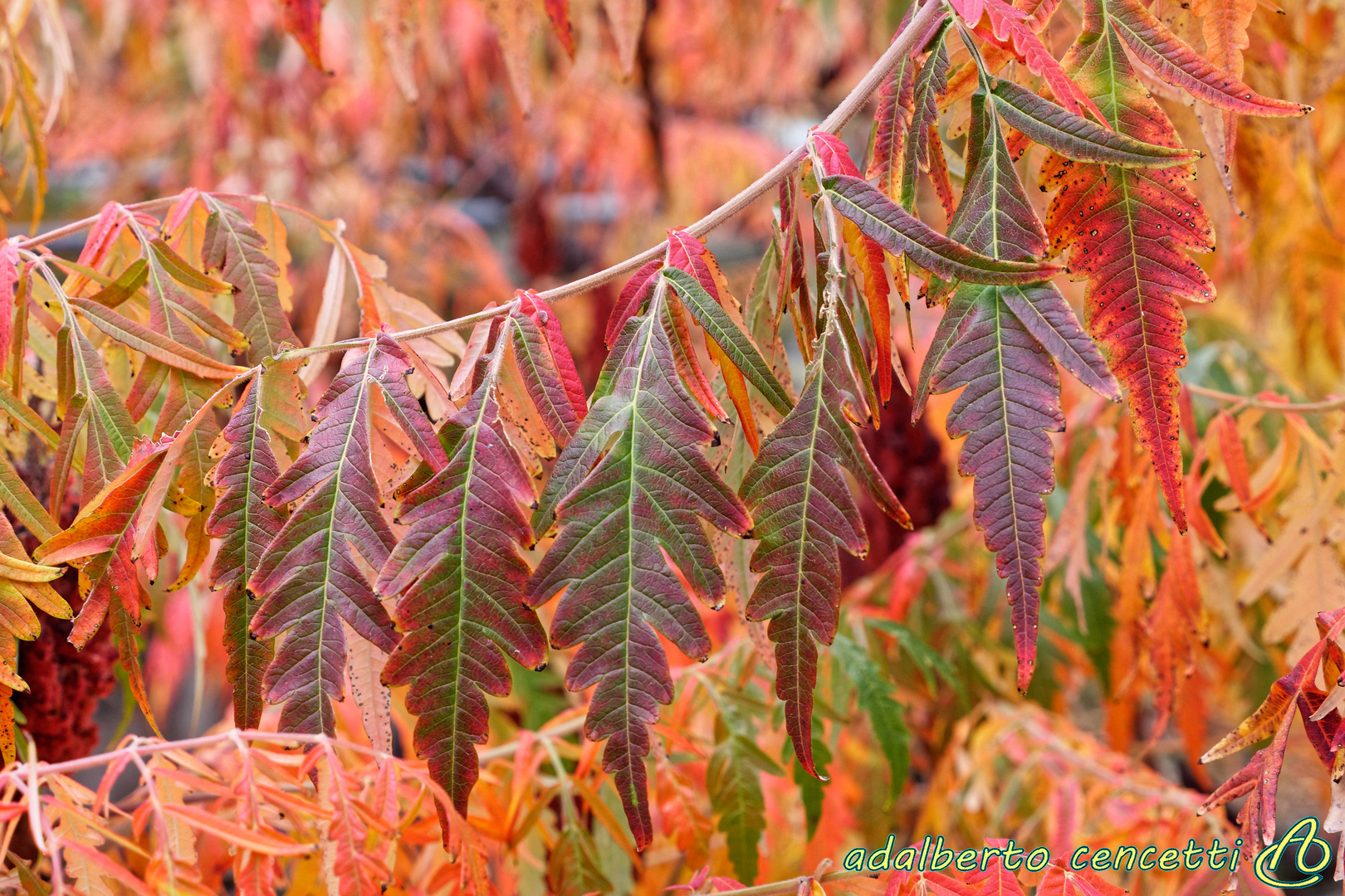 Colori e forme dell'autunno 02