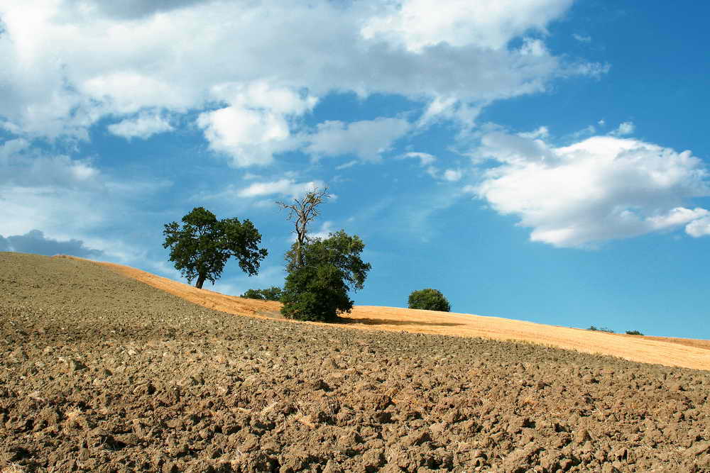 Colori e profumi di agosto.