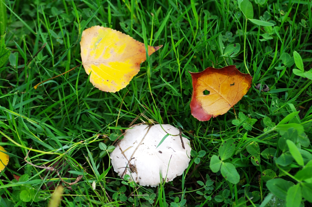 Colori e sapori d'autunno.