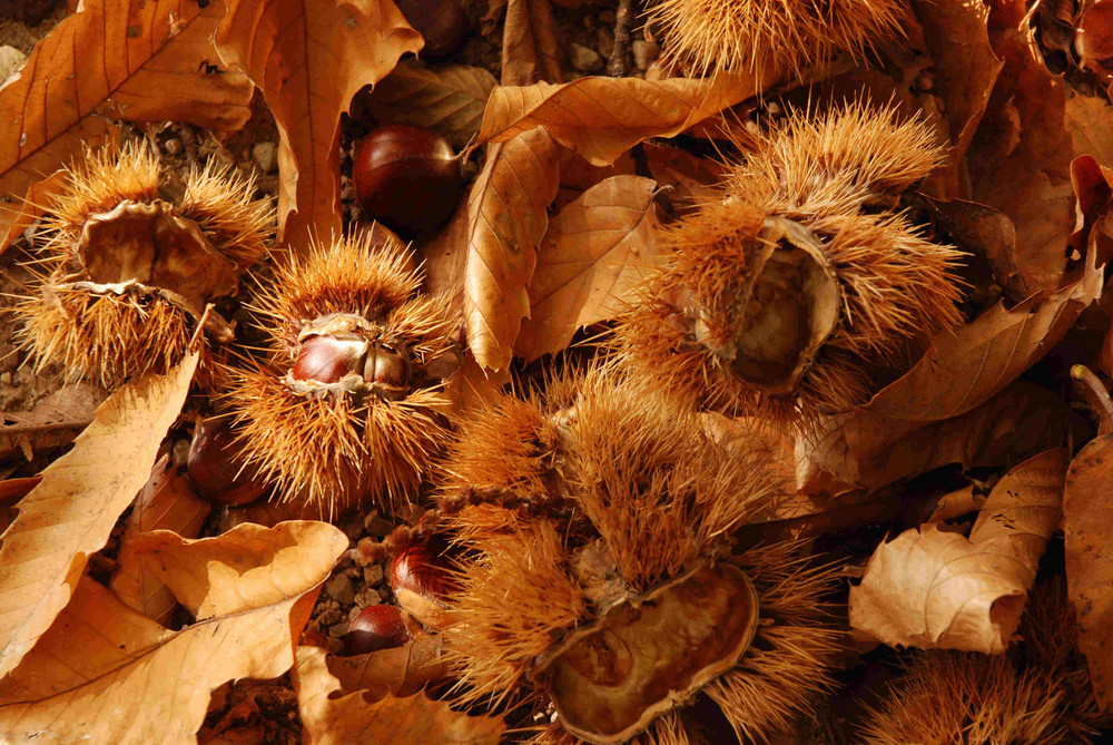 colori e sapori d'autunno