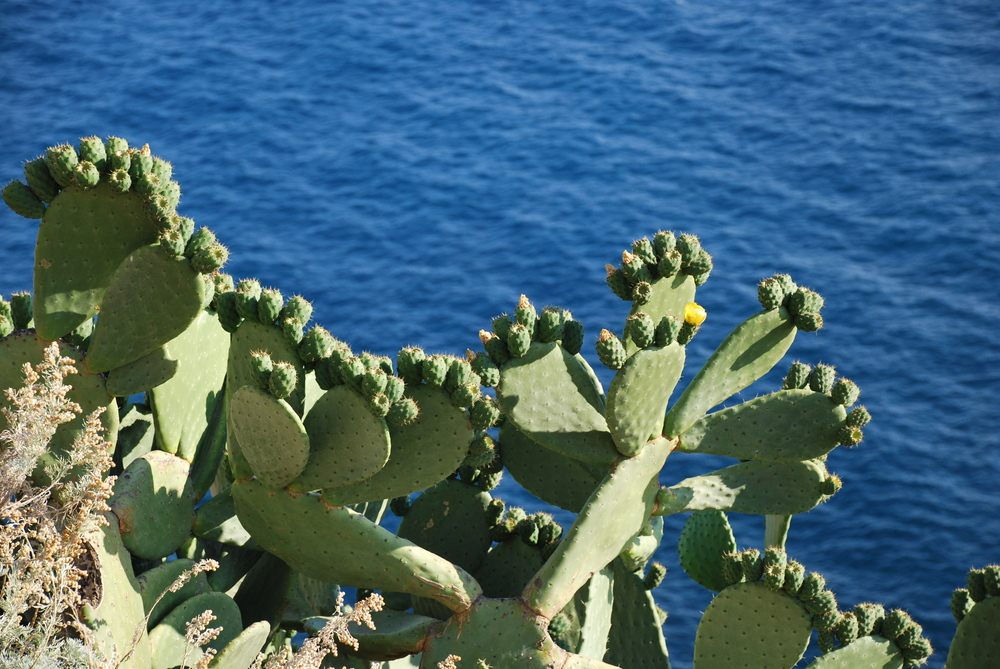 Colori e sapori del Sud