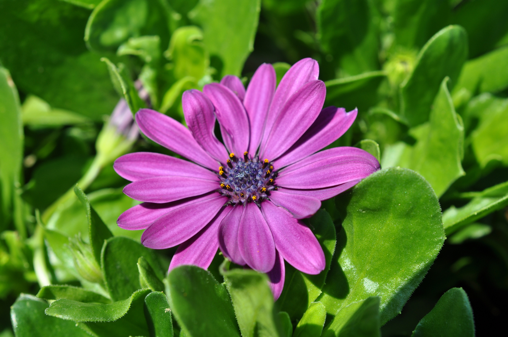 colori in giardino 4