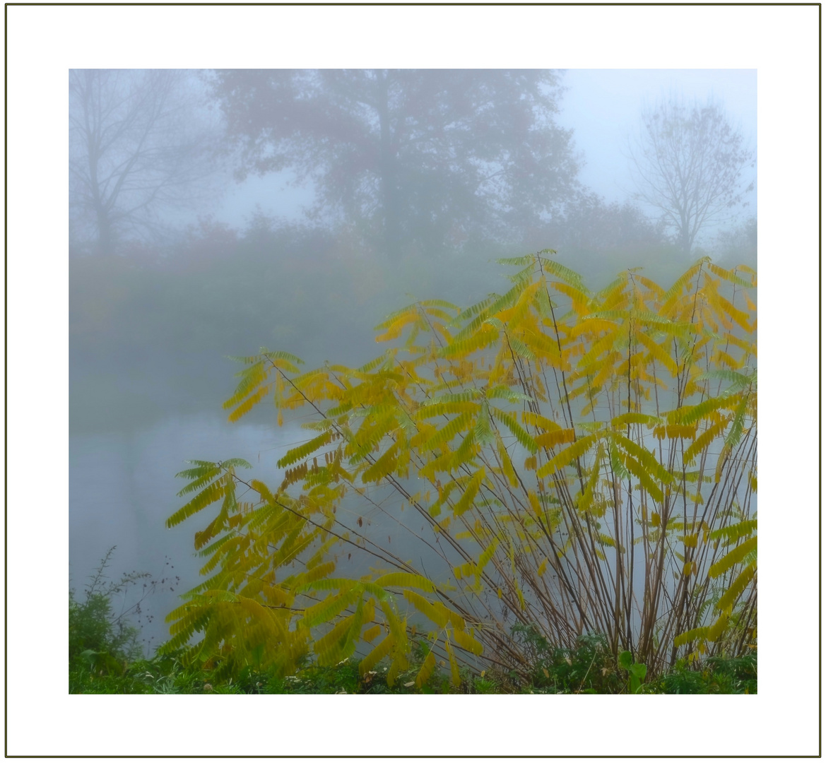 Colori in un giorno di nebbia