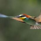 colori in volo