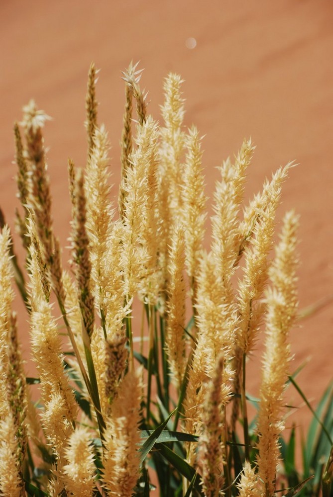 Colori magici nel deserto