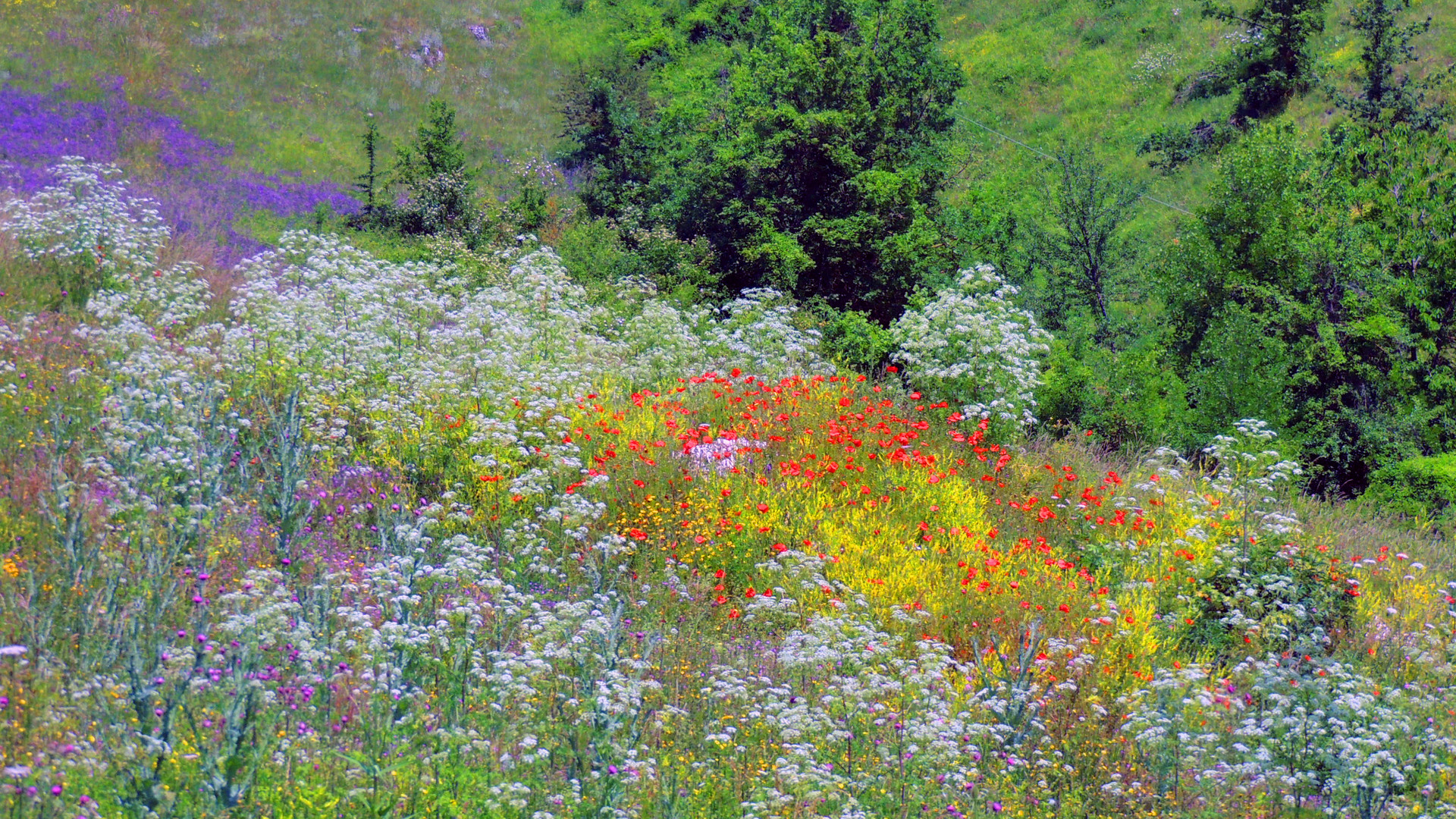 Colori nei prati molisani