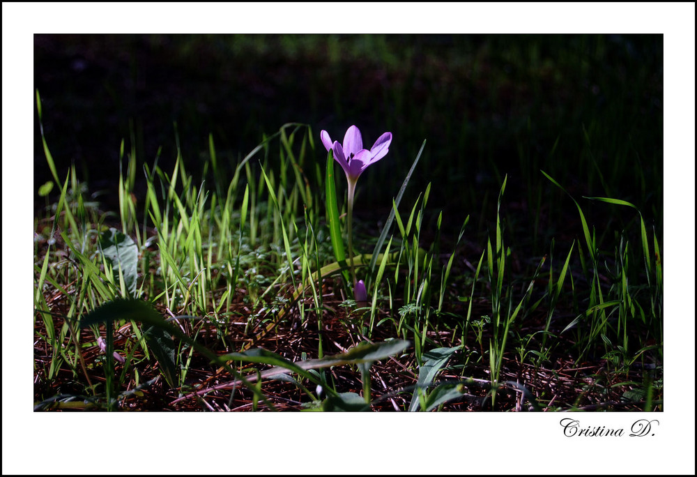 Colori nel silenzio