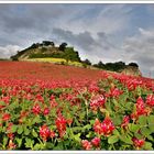 Colori primaverili