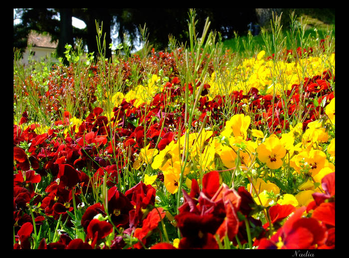 Colori sbocciati