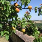 Colori Toscani