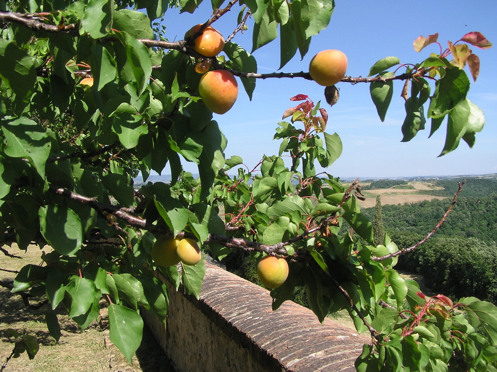 Colori Toscani