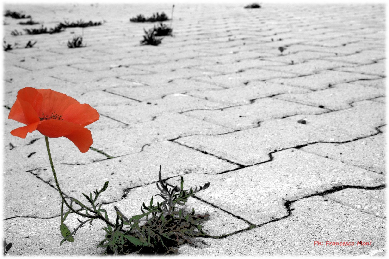 Colori tra il cemento Foto Immagini piante, fiori e funghi, natura Foto su Colori tra il cemento Foto Immagini piante, fiori e funghi, natura Foto su