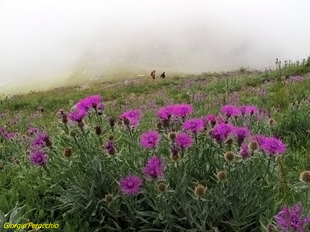 Colori tra la nebbia