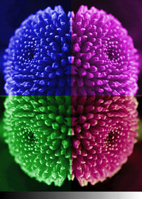 Coloribacter Colorspinata