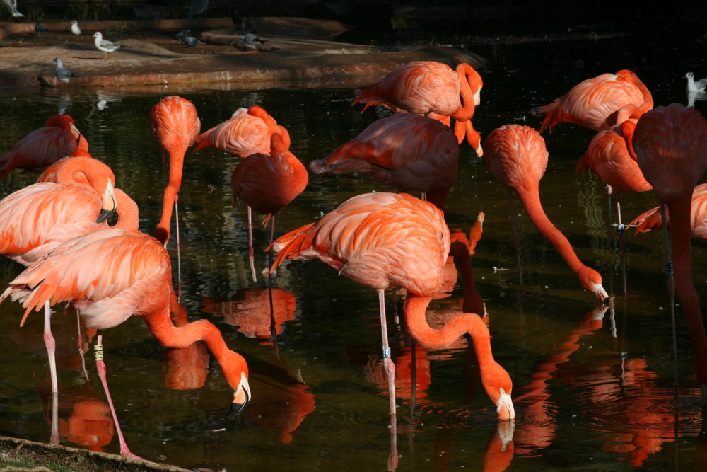 Coloridos reflejos