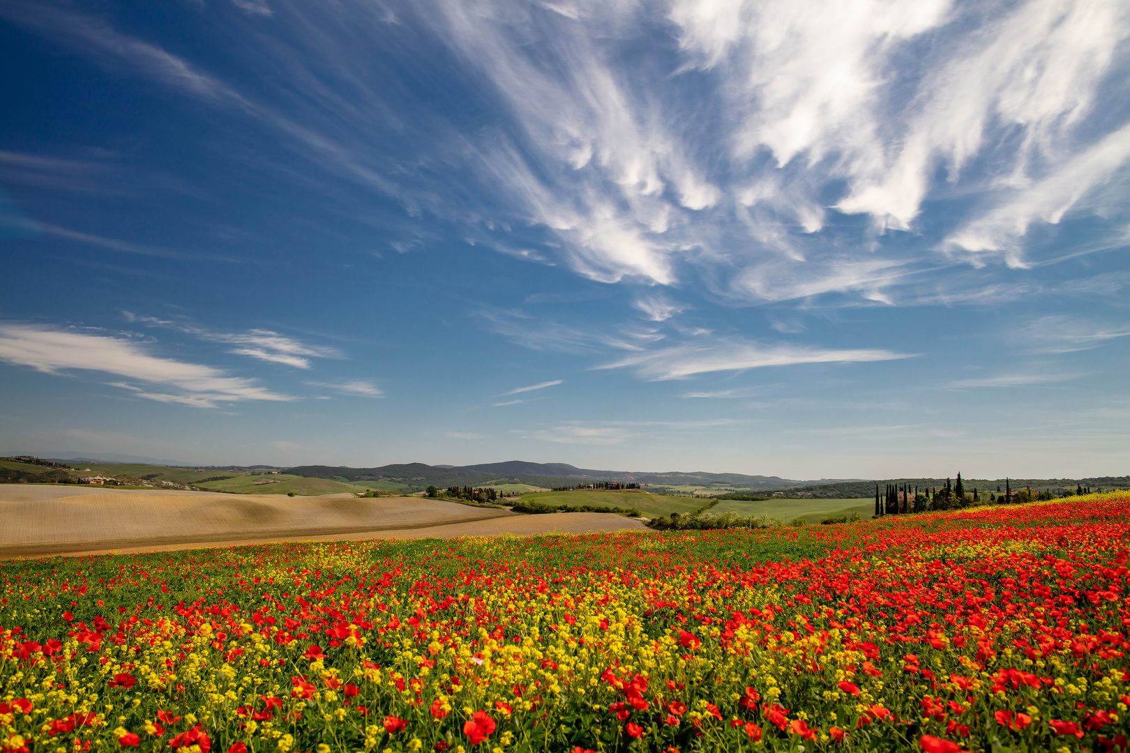 Coloriinvaldorcia