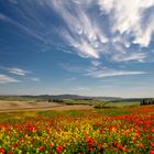 Coloriinvaldorcia