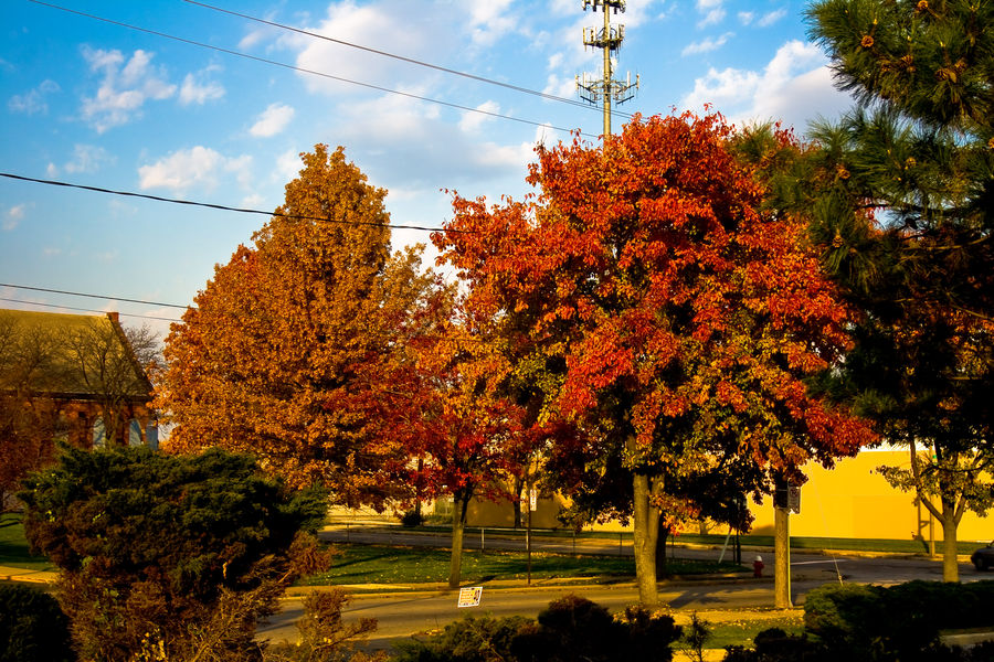 coloring fall