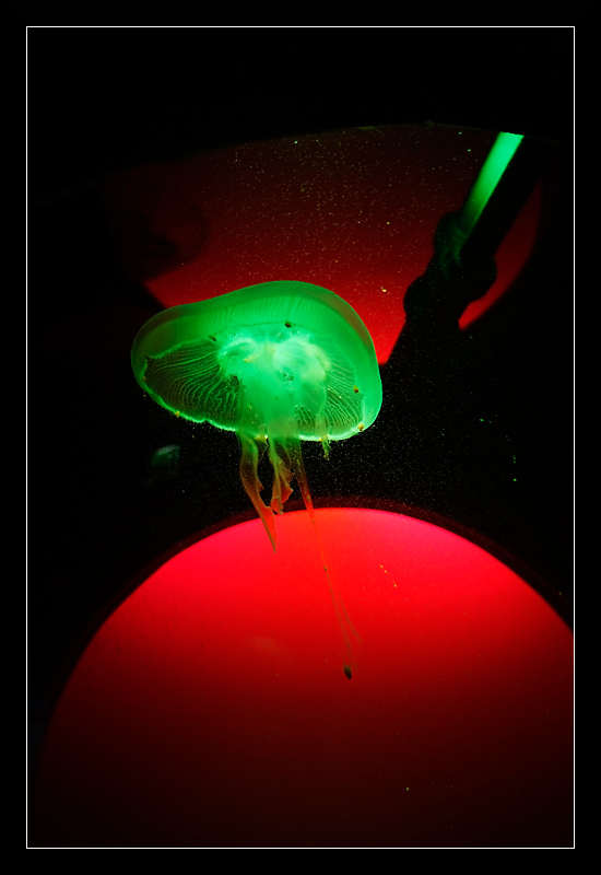 color~jellyfish~2