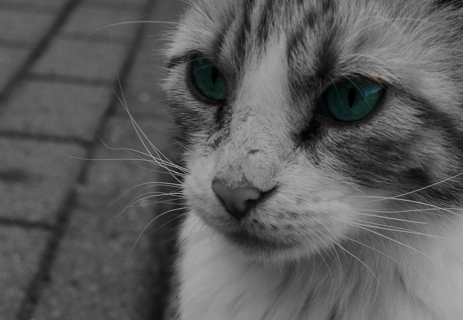 ColorKey blue-eyed cat