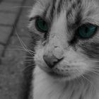 ColorKey blue-eyed cat