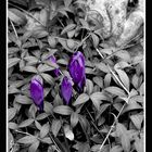 Colorkey Crocus