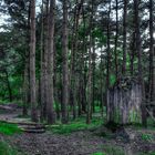 Colorkey Forest HDR