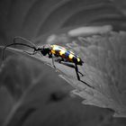Colorkey Käfer